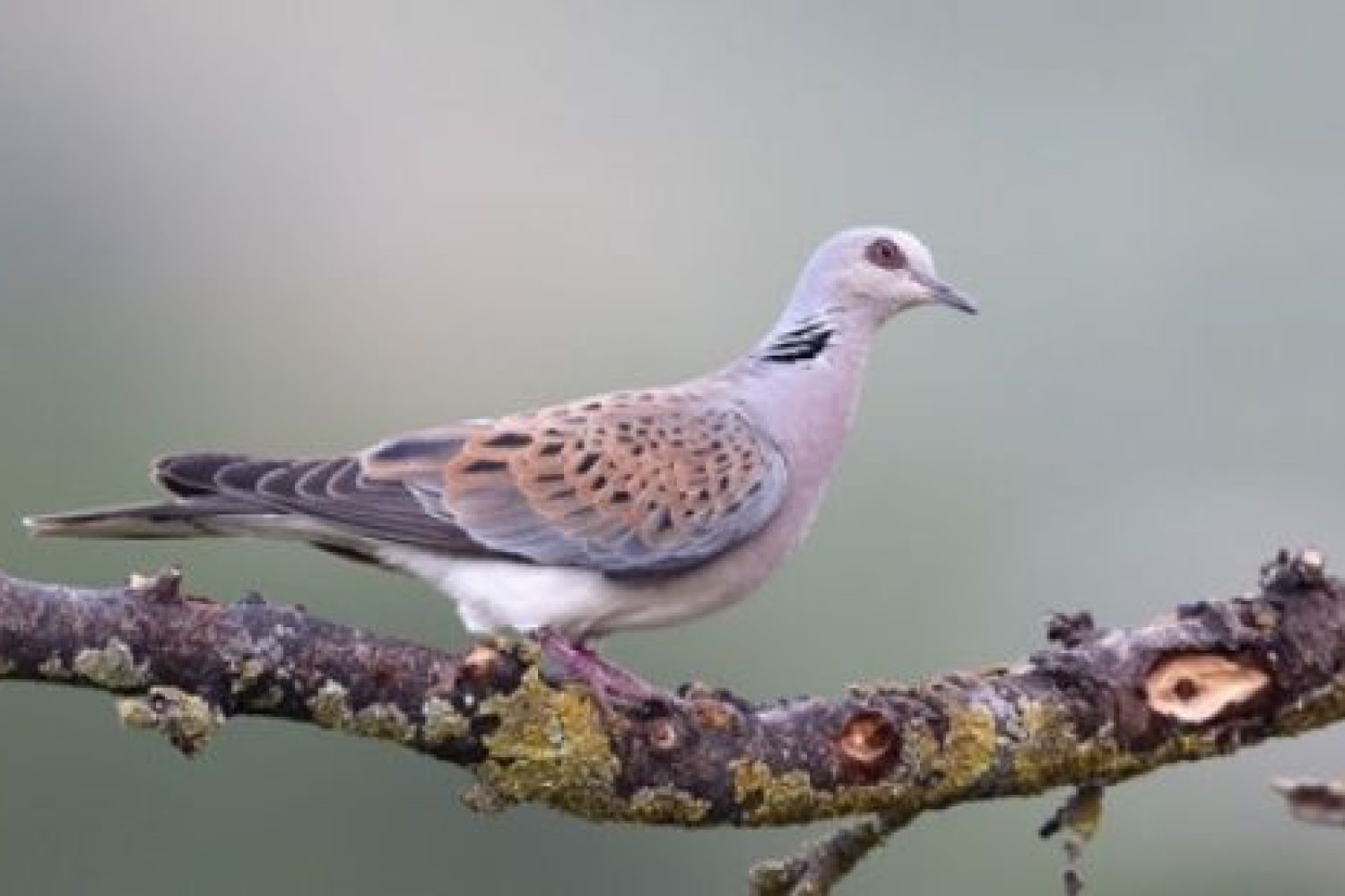 tortola europea