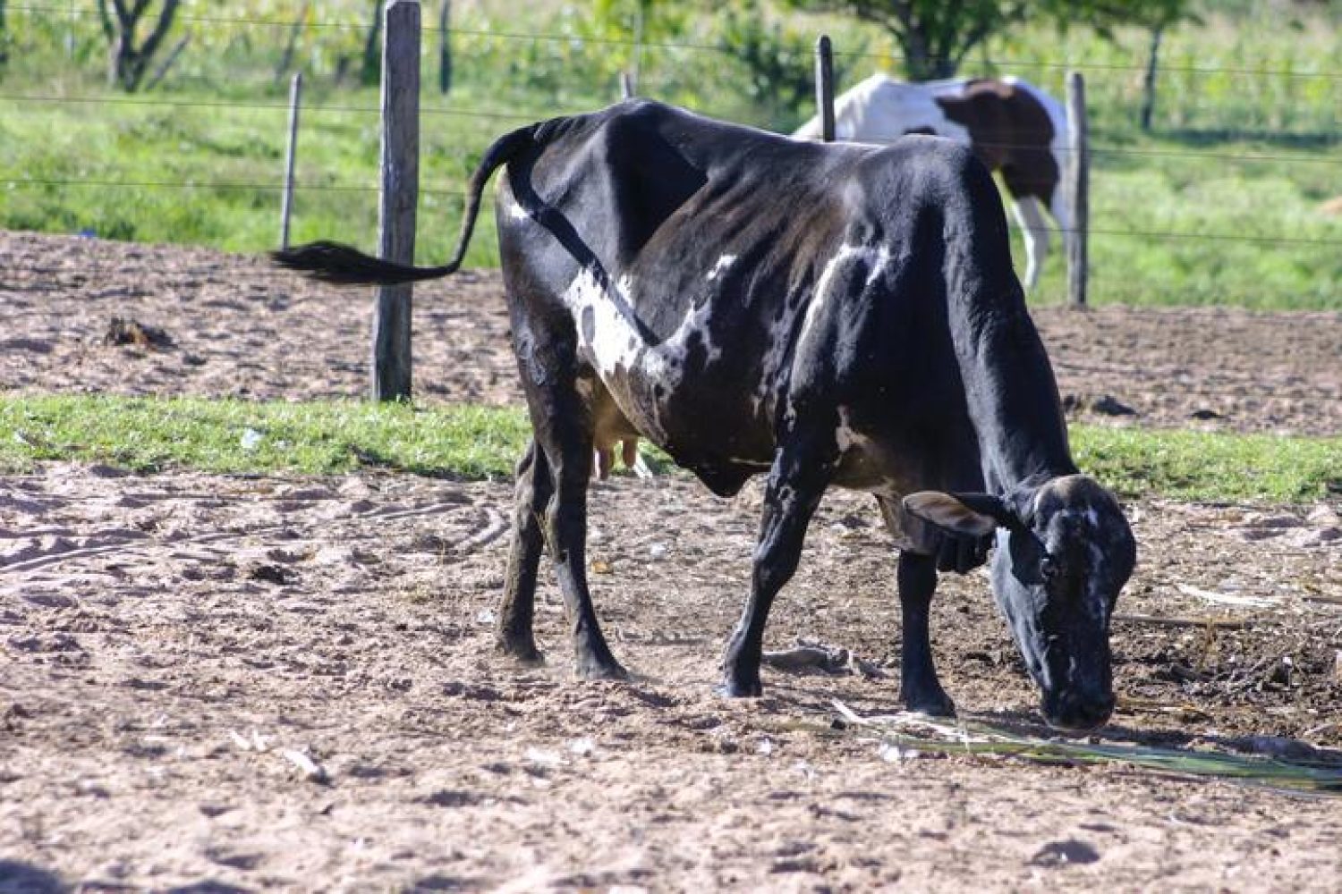 tuberculosis bovina