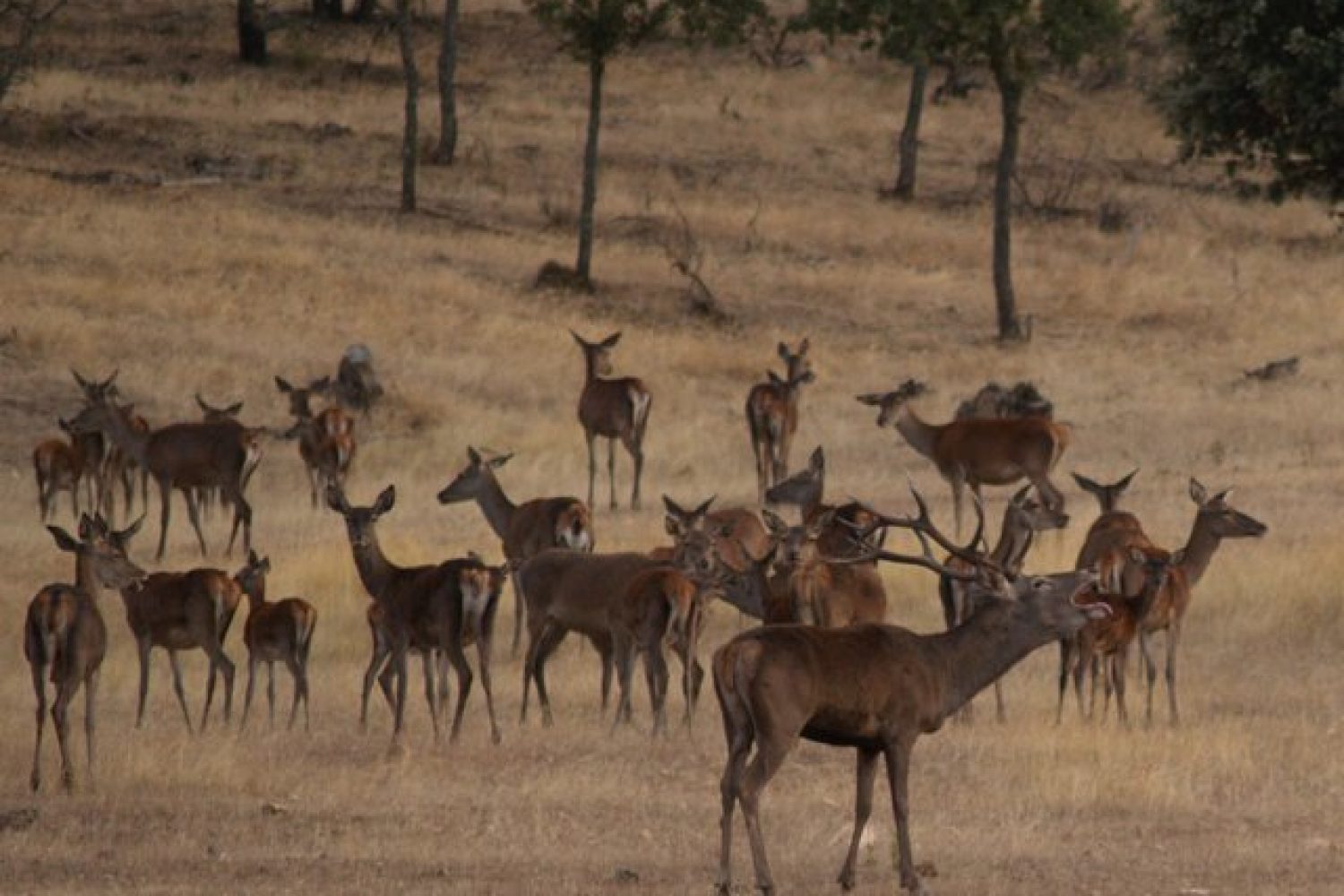 ONG ecologistas piden a la caza que asuma su "responsabilidad" en la sobrepoblación de jabalíes y ciervos en Monfragüe