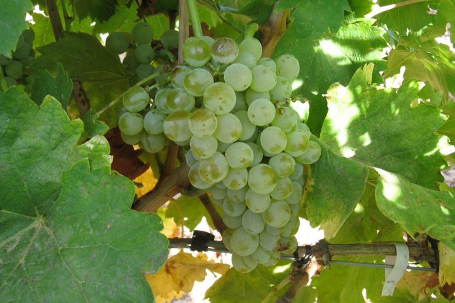 UPA-UCE acusa a las bodegas de cava de incumplir la ley al entregar los agricultores la uva sin saber su precio