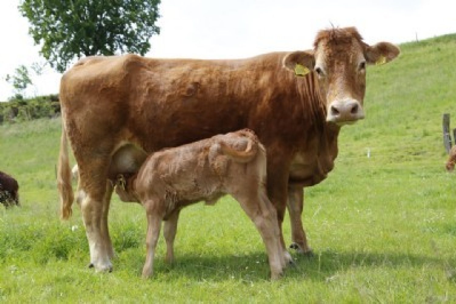 vaca nodriza