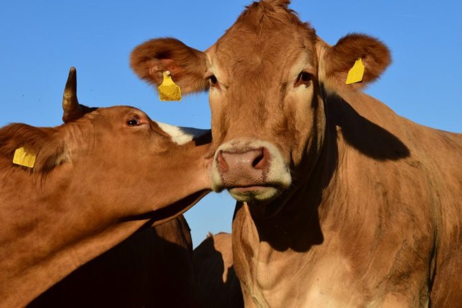 vaca