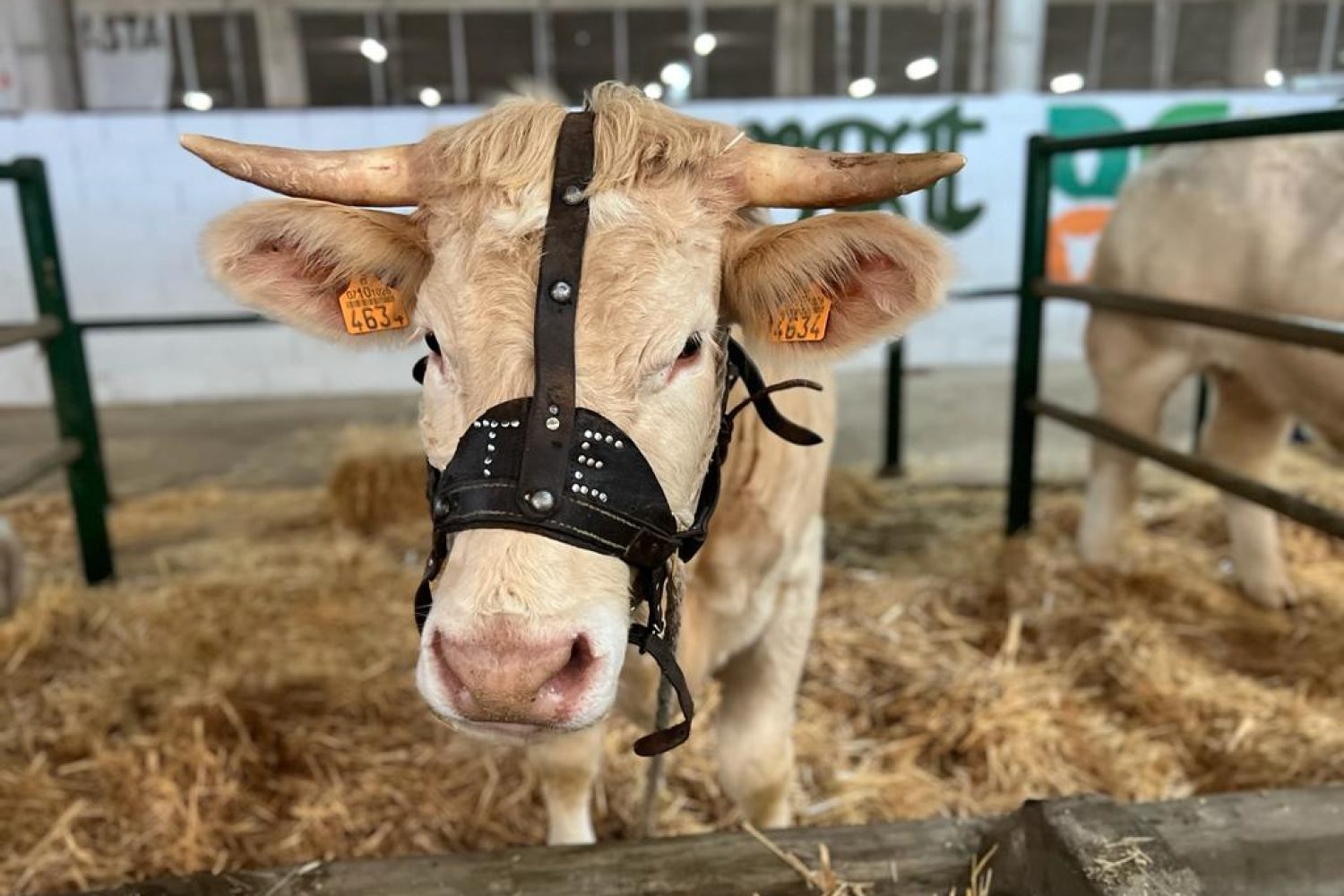 vaca