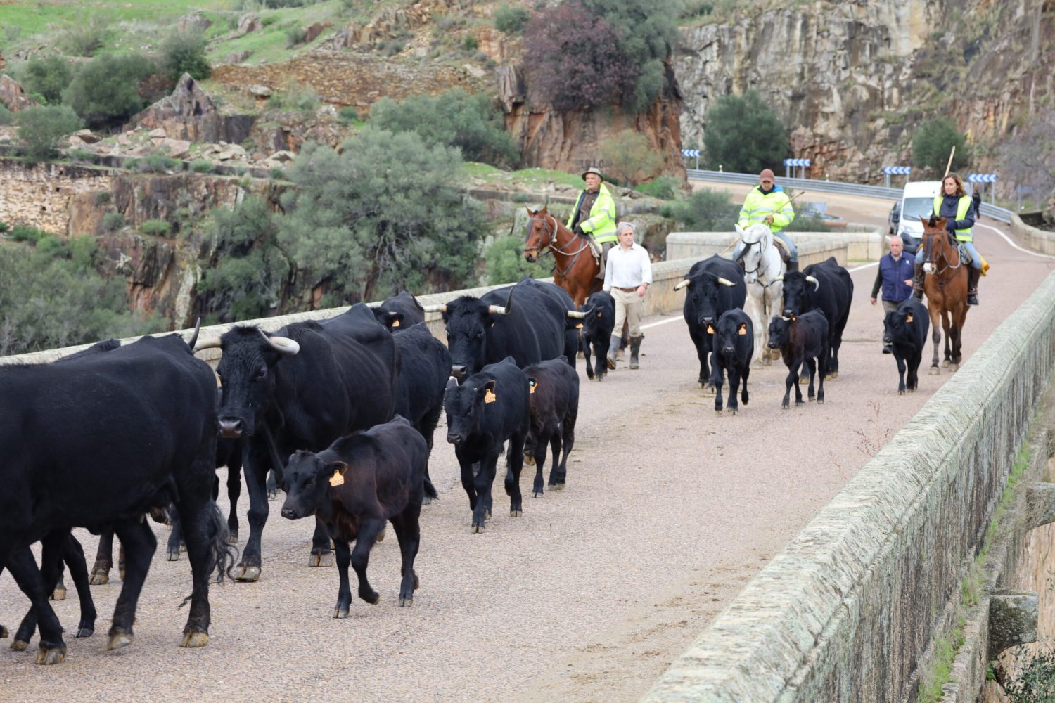vacas 1