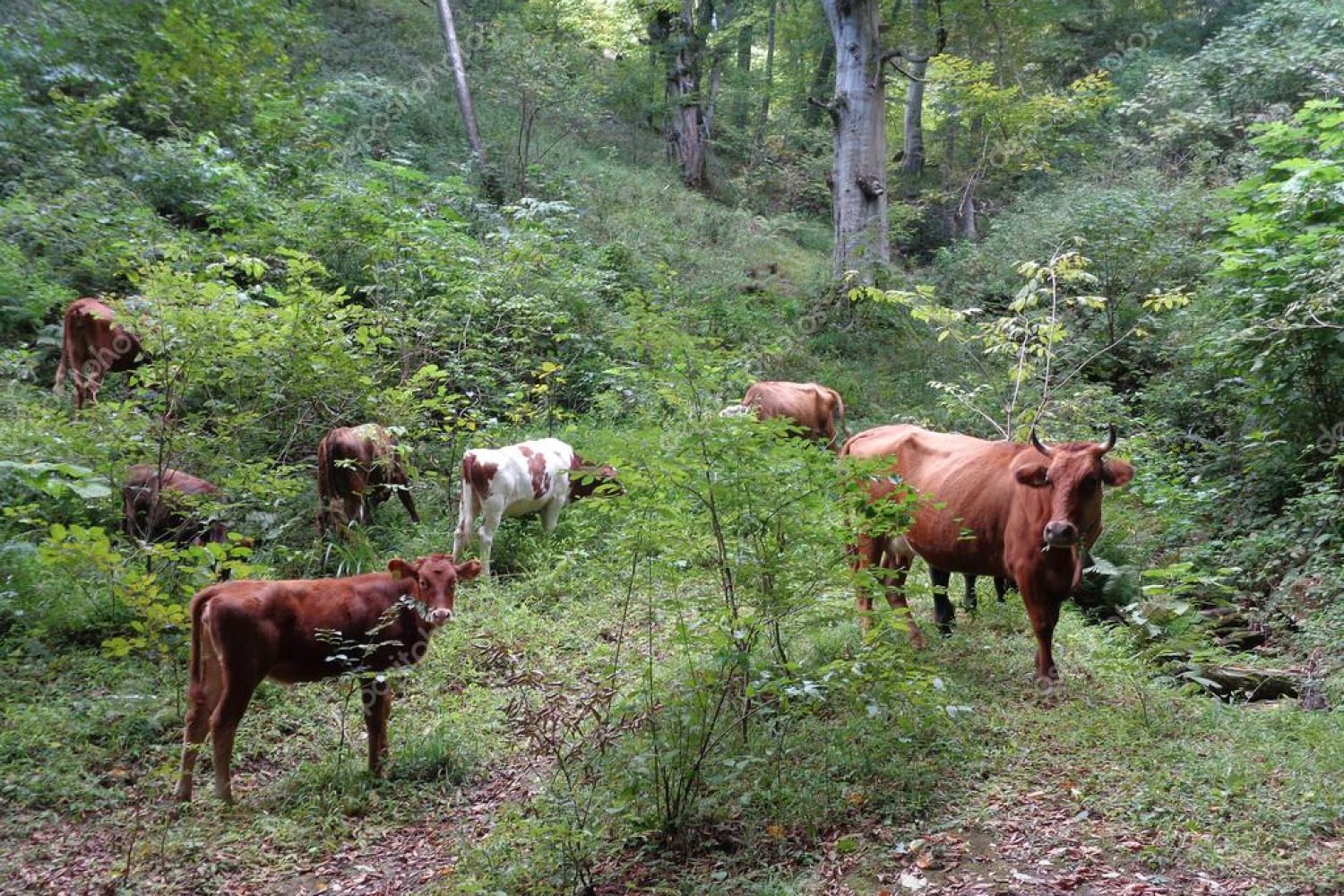 vacas bombero
