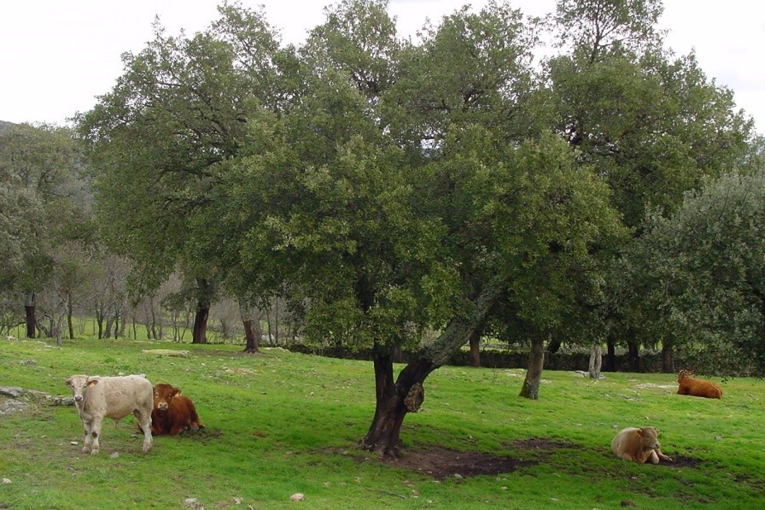 vacas nodrizas