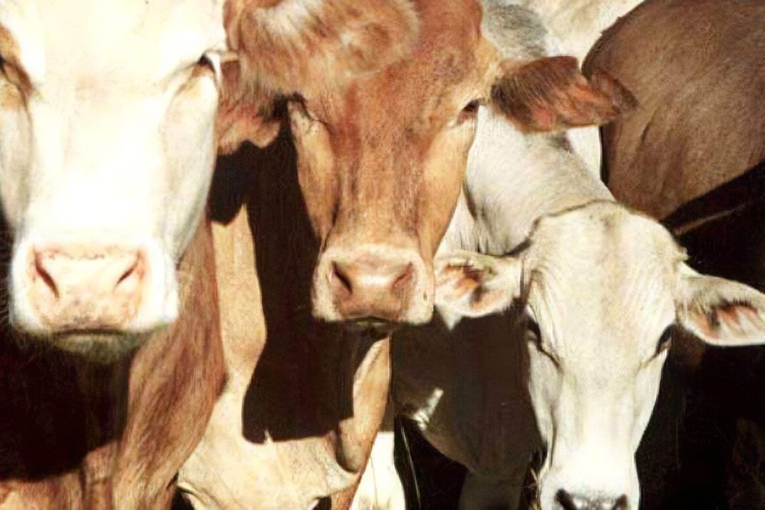 vacas