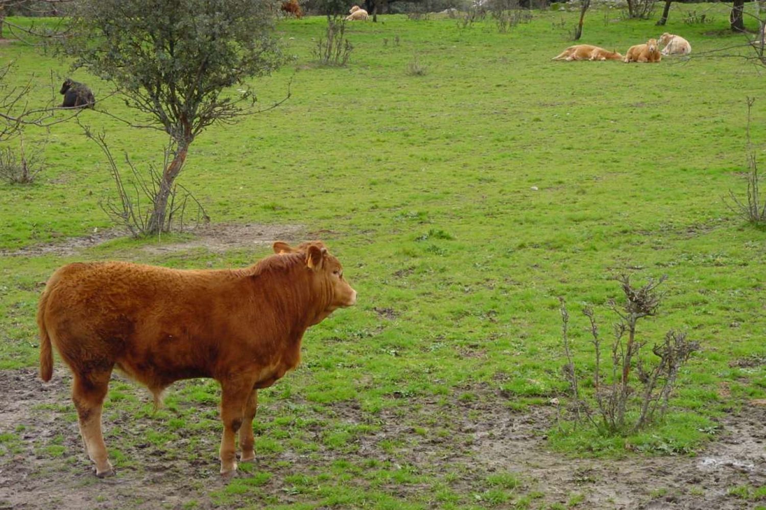 vacas_de_extremadura