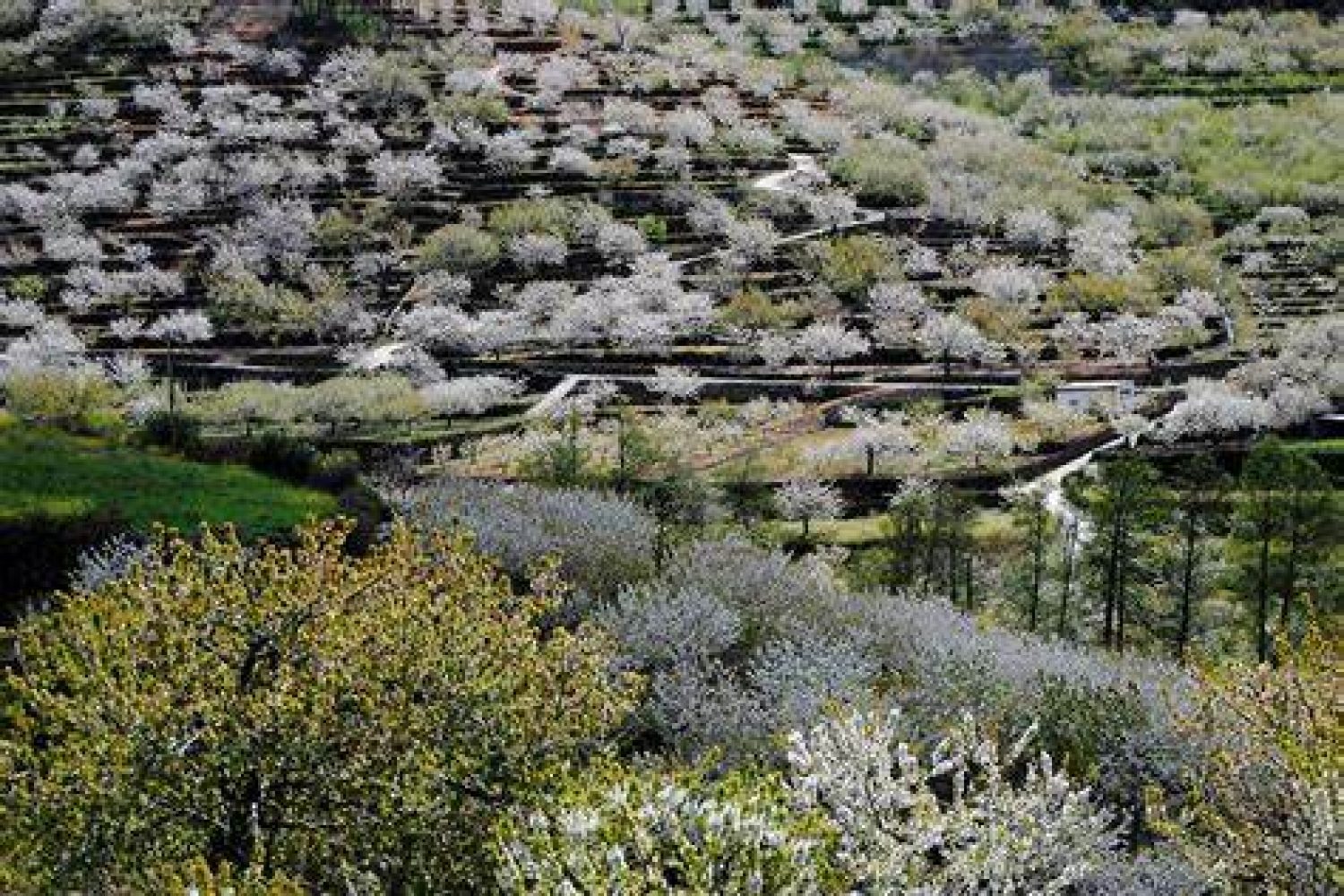 valle del jerte