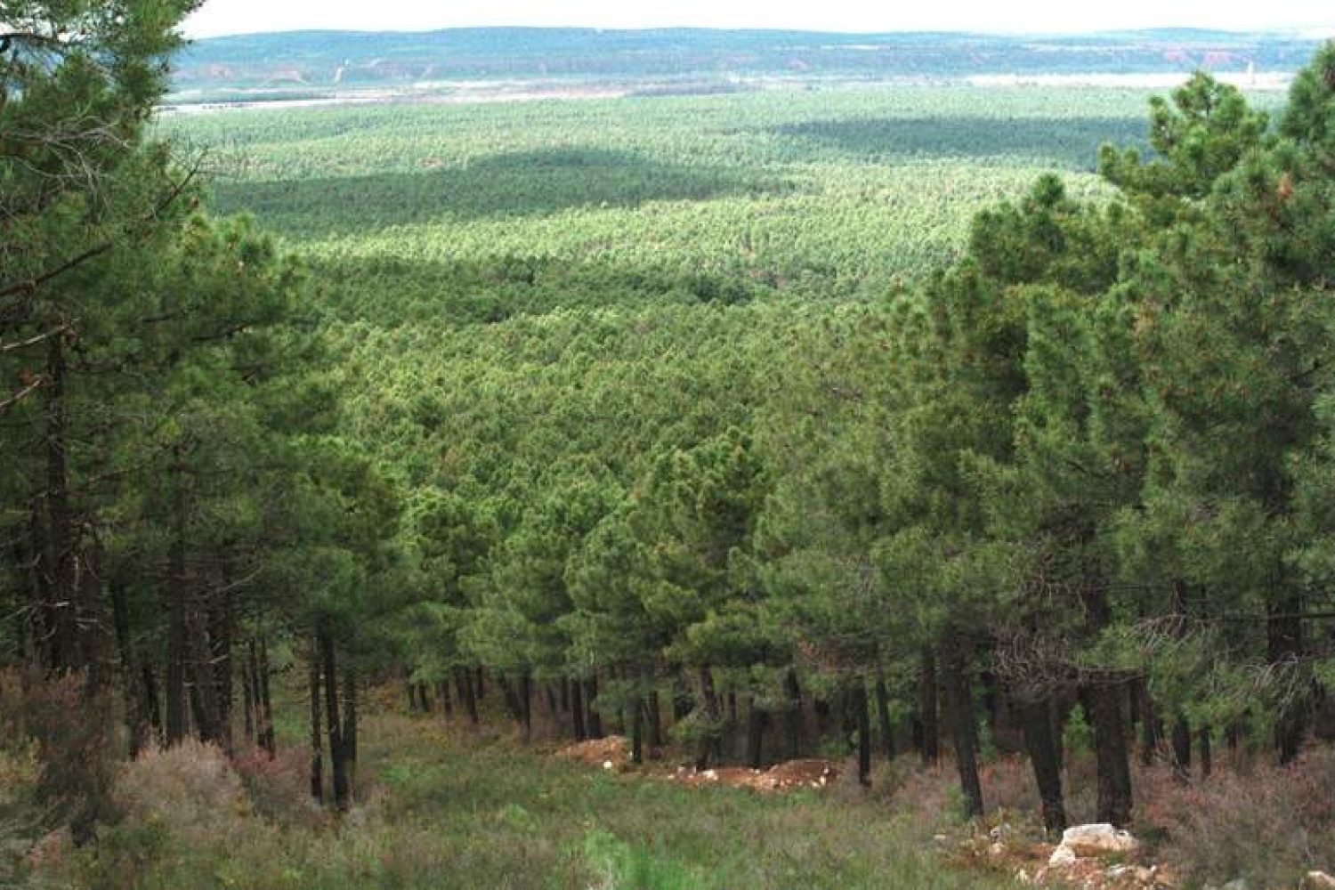 PINAR DE TABUYO DEL MONTE