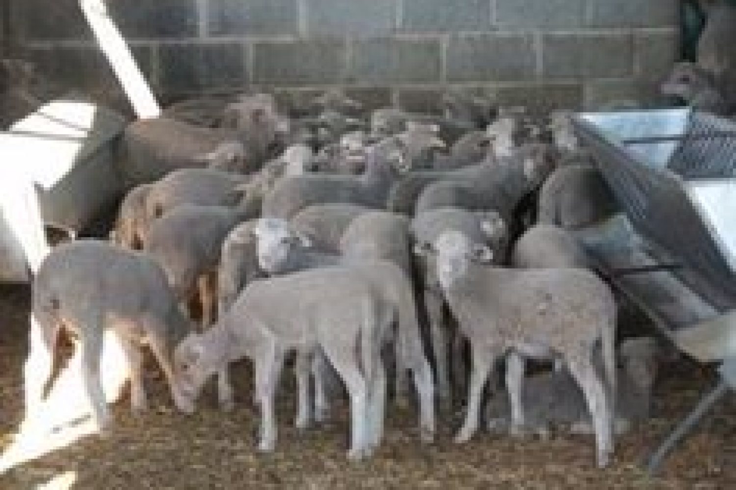 Vergeles destaca que los protocolos "han funcionado" tras la primera denuncia por pinchazo en Extremadura