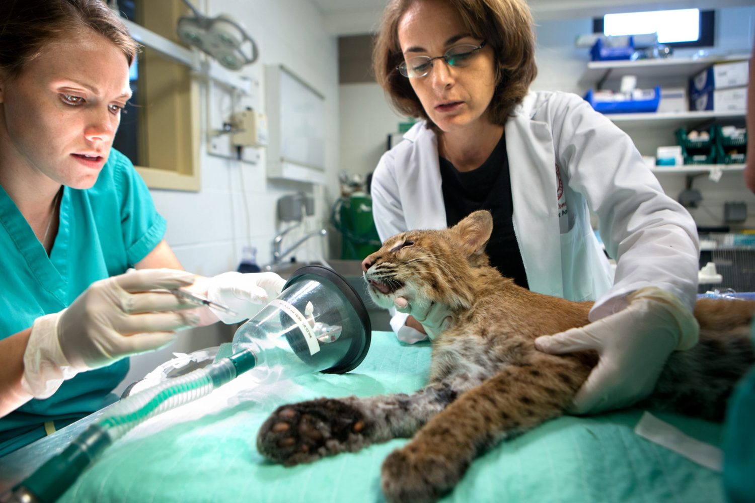 veterinarias