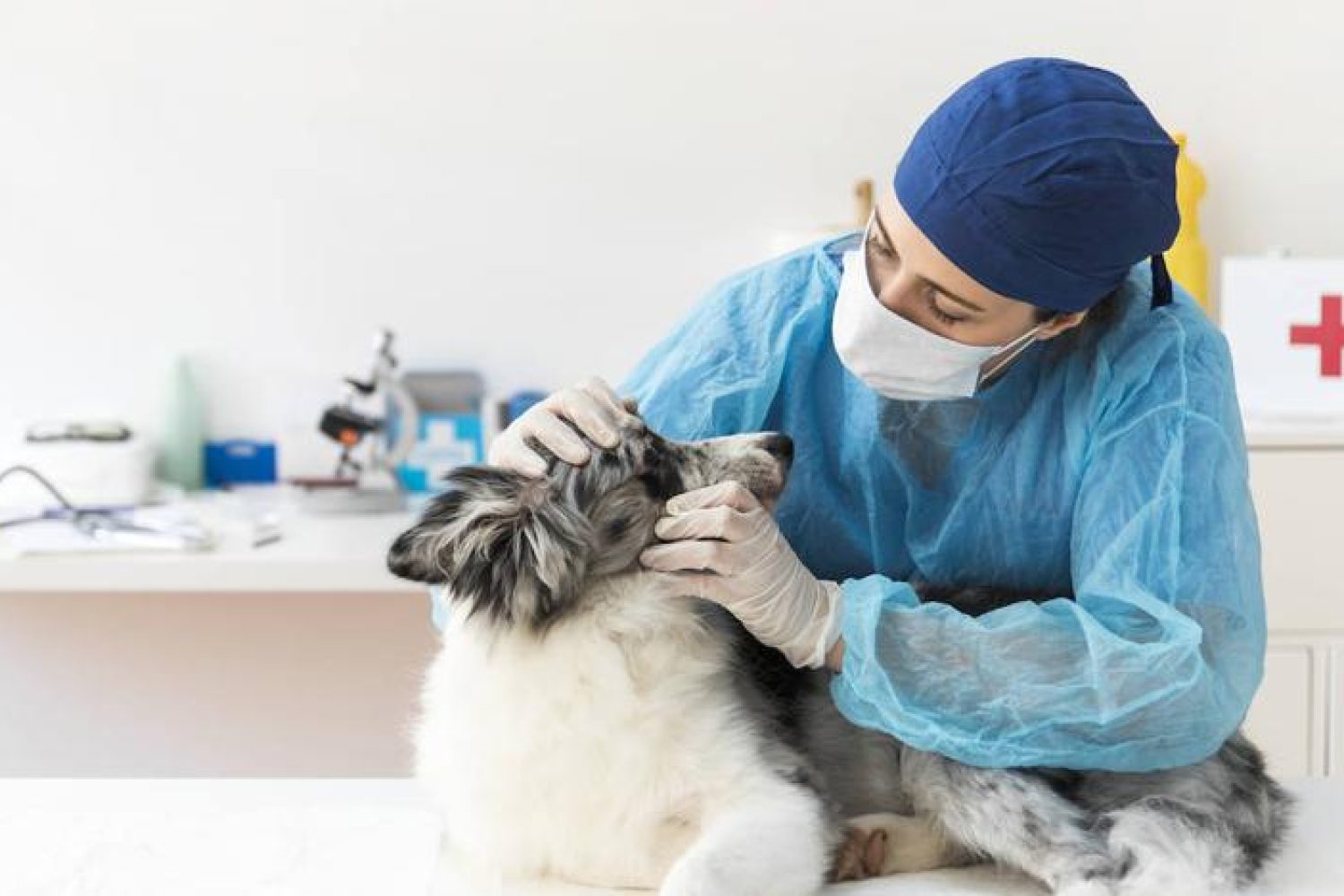 veterinario covid 2