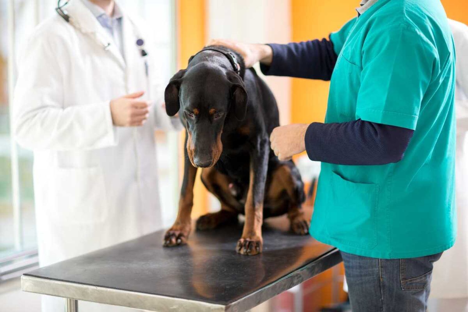 veterinario