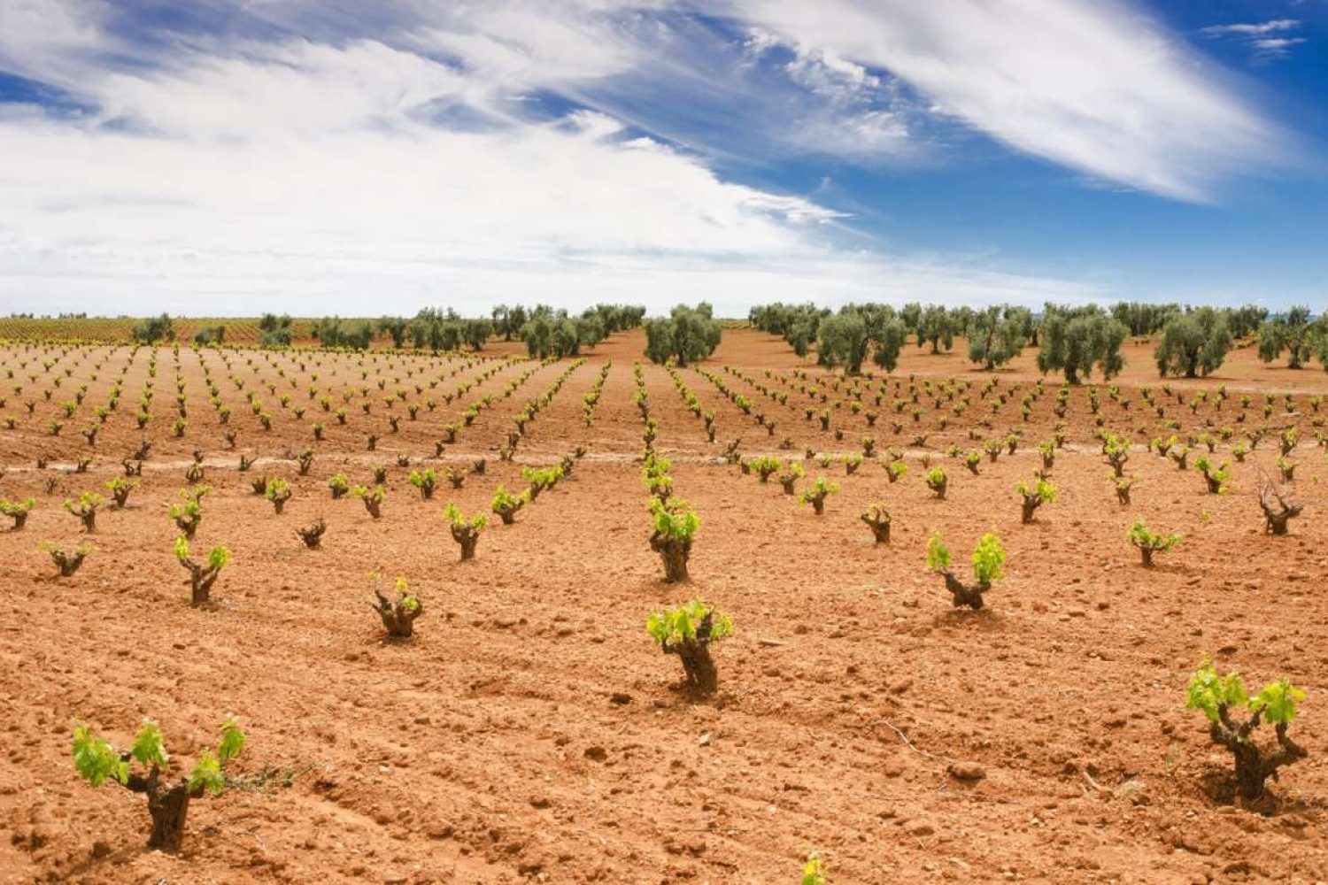viñedo