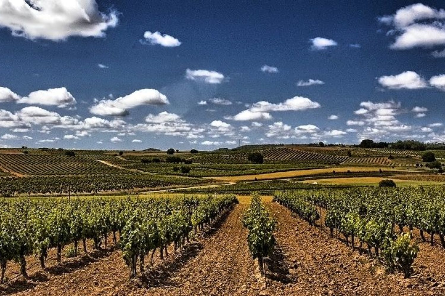 vinedos