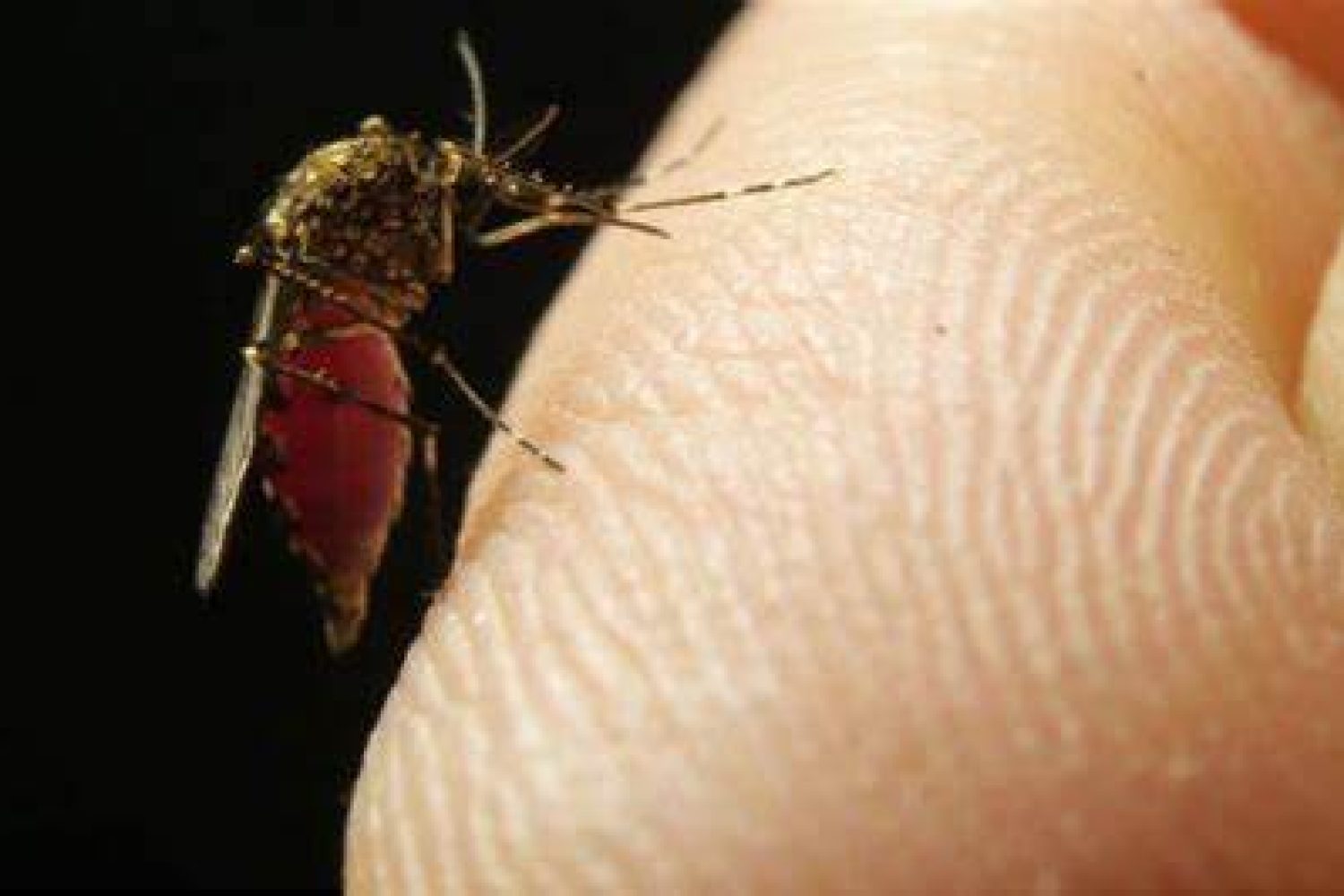 virus del nilo