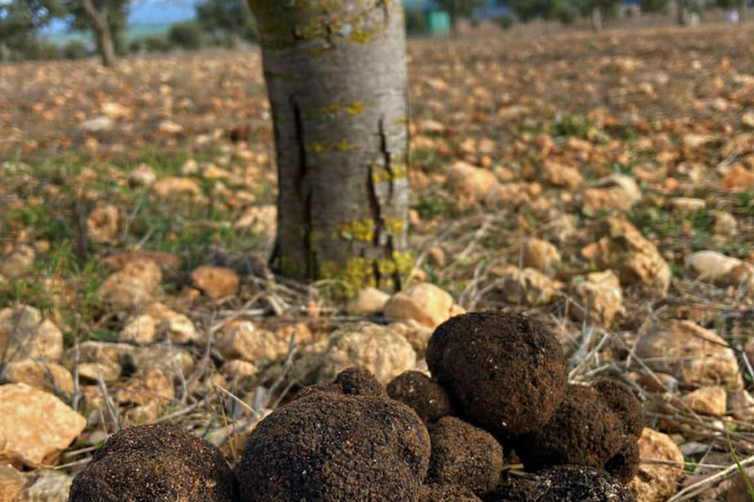 visita-campo-trufas-serrania-cuenca
