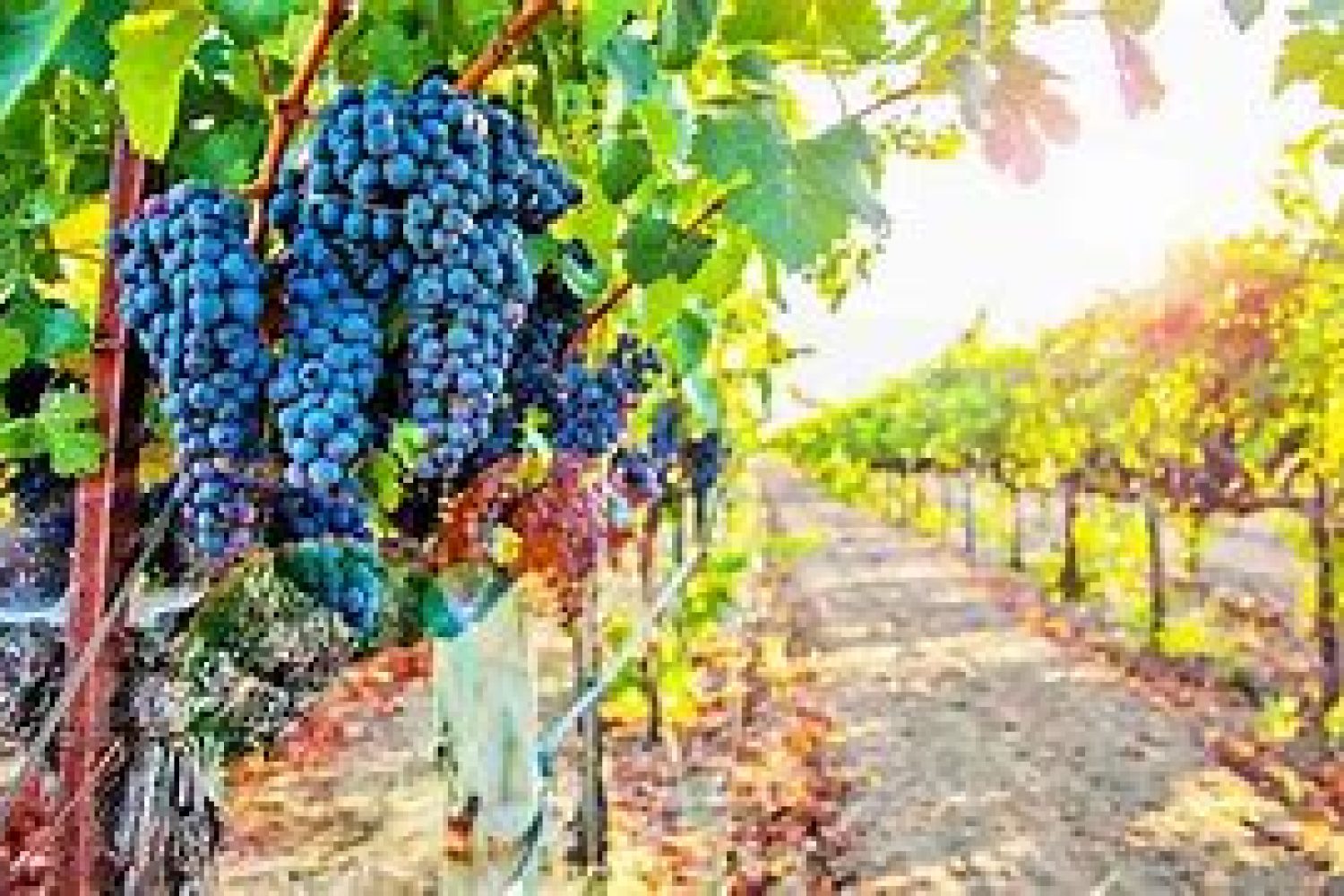 viticultura
